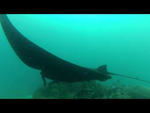 Manta Ray in Flores Sea, Indonesia