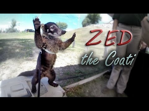 The Newest Family Member: Zed the Coatimundi