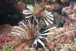 Voracious Lionfish Prove Difficult to Contain