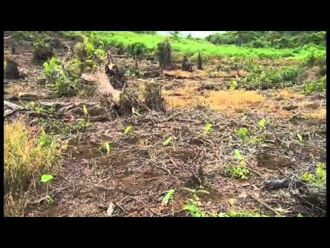 SLM approach in the margins of Forest Reserves protecting Taveuni Island's Cloud Forests