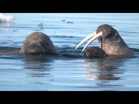 Bowhead Whales and Walrus of Foxe Basin