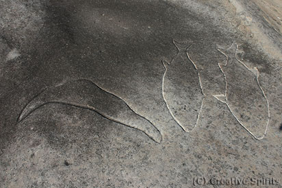 Bondi Golf Course Aboriginal Site.  Detail: Two fish and a boomerang. These three engravings are often covered by water, hence the dark colour of the sandstone.