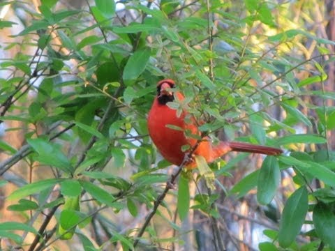 Northern Cardinal Calling - 4 different calls