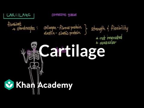 Cartilage