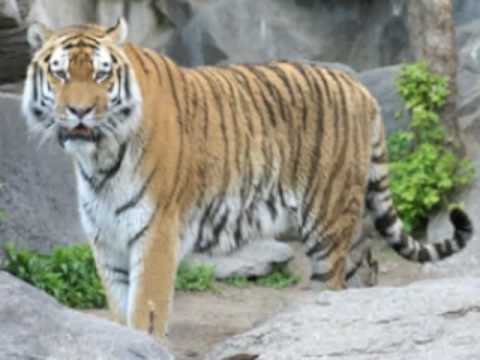 The Caspian Tiger