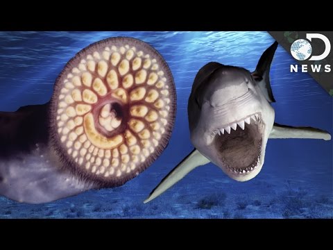 4 Freshwater Animals More Terrifying Than Sharks