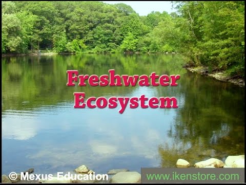 Freshwater Ecosystem | Iken Edu