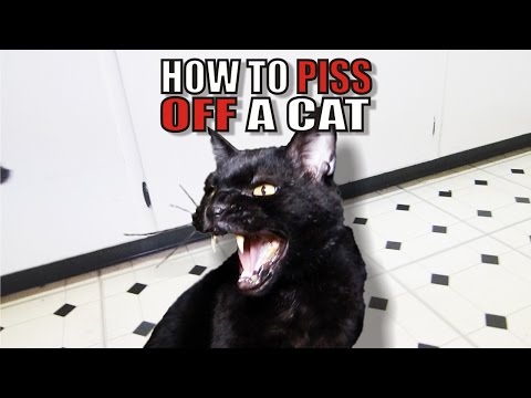 Talking Kitty Cat 50 - How To Piss Off A Cat