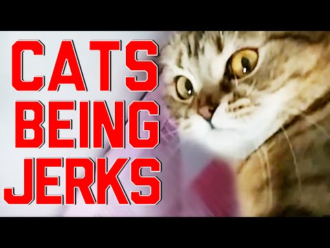 Cats Being Jerks Video Compilation || FailArmy