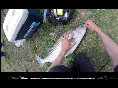 Striper Fishing the Delaware River Spring 2015. Tip: Bunker!