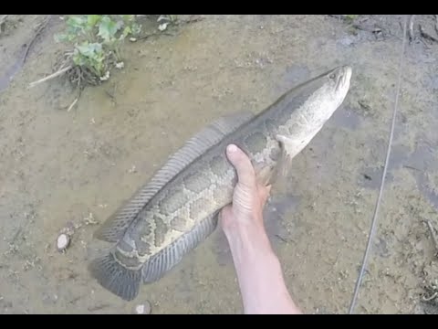 Tidal Delaware River Drainage Fishing Bass/Snakehead/Crappie May 2015