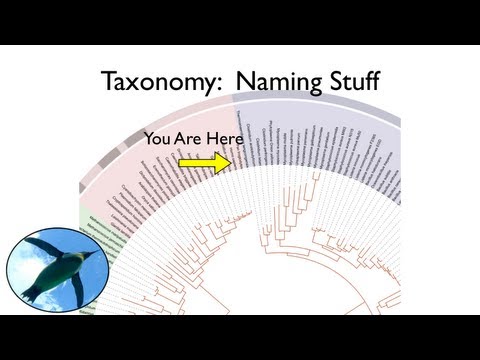 Taxonomy and Systematics