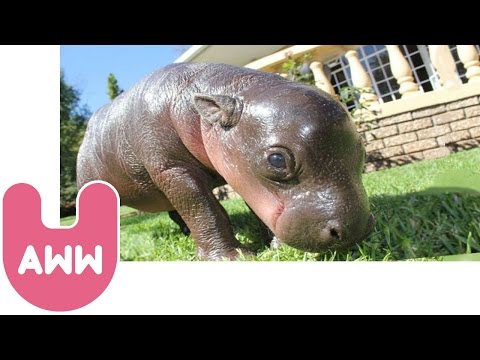 Harry the Baby Pygmy Hippo