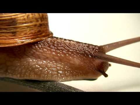 Snail (Gastropoda) - Macro HD