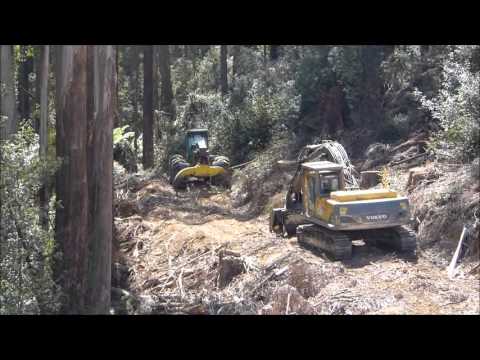 Logging central highlands