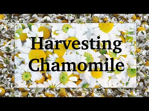 Harvesting and Drying Chamomile