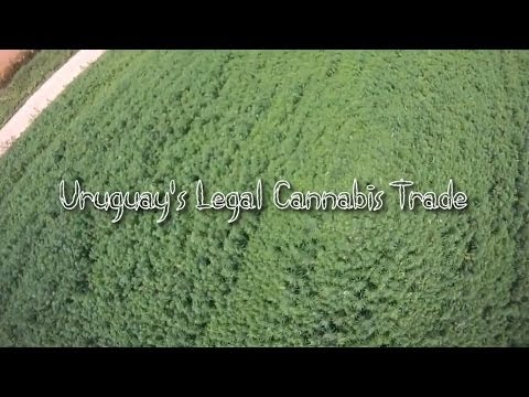 Uruguay's Legal Cannabis Trade (Documentary)