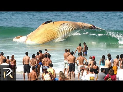 10 Strangest Ocean Phenomena You Won't Believe!