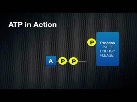 What ATP is and How it Works - BioVid Episode 3