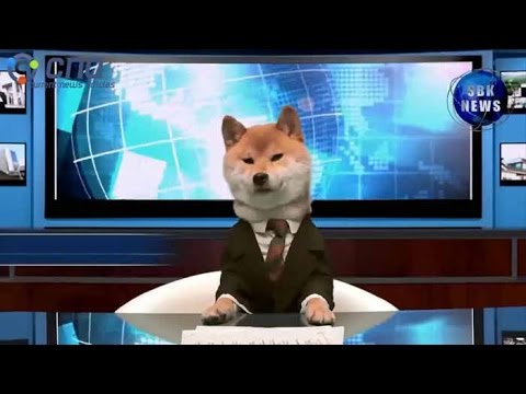 Dog Became Famous Anchor News In Japan