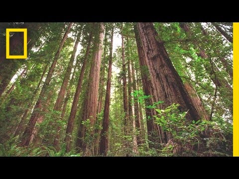 Experience the Magic of Redwood National Park