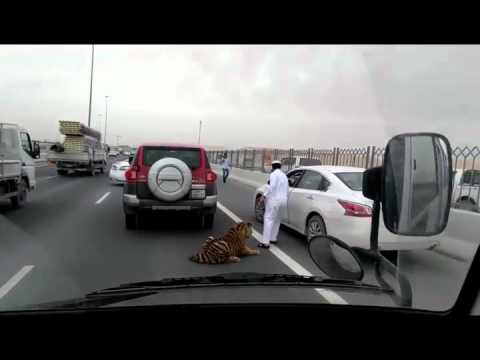 Tiger Gets Loose On A Doha Freeway In Qatar!