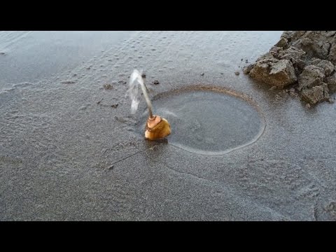 Digging and Cleaning Razor Clams