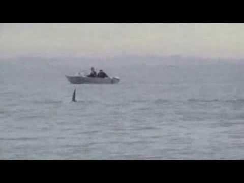 Orca encounter - NZ Herald reader videos