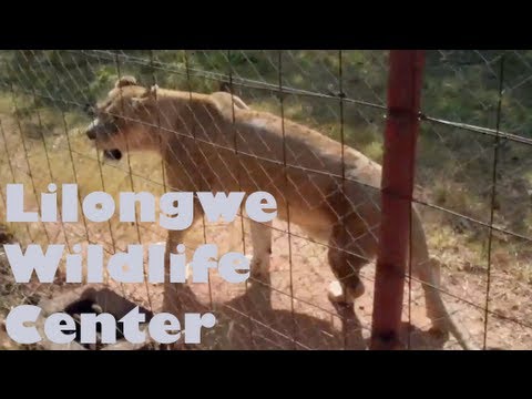 Lilongwe Wildlife Center - Malawi, Africa