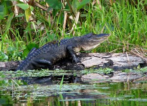 Florida, USA Alligator on the St Johns River near Blue Spring. Blue Spring State Park is a state park located west of Orange City, Florida in the United States.