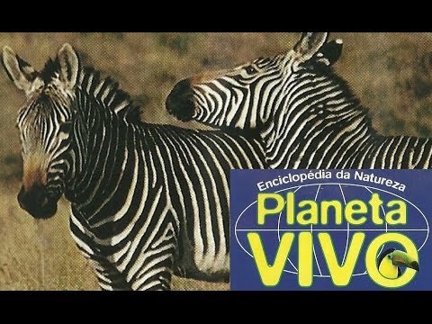 Planeta Vivo - O Grande Karoo