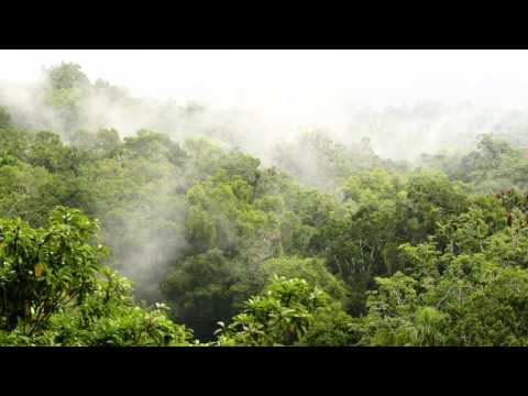 Rainforest sound 11 hours. Rainforest Reverie, natural sound of a rainforest for relaxation, yoga