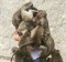 Man mobbed by monkeys turned into a funny internet memes