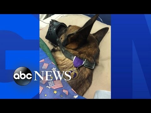 Military Dog Earns Purple Heart Honor