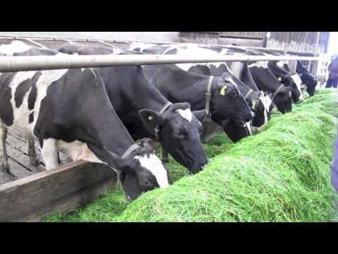 Zero grazing system at the Harpur Farm in Bessbrook