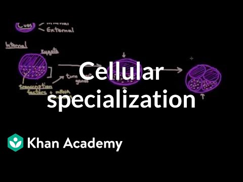 Cellular specialization (differentiation)