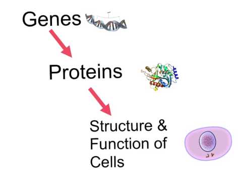 Cell Differentiation video