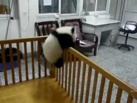 Escaping Baby Pandas