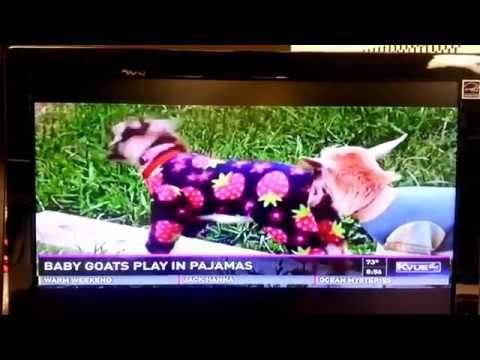 Austin Texas news station KVUE airs goat sex