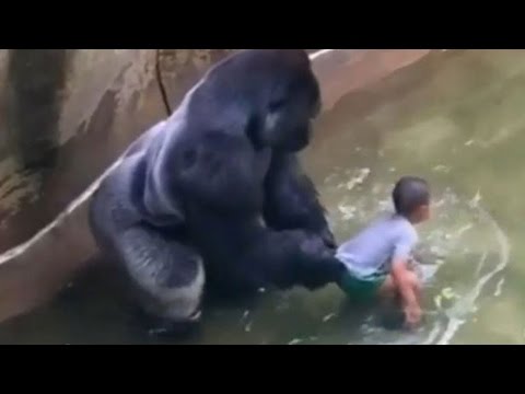 Harambe The Gorilla Shot At Cincinnati Zoo After Child Falls Into Enclosure