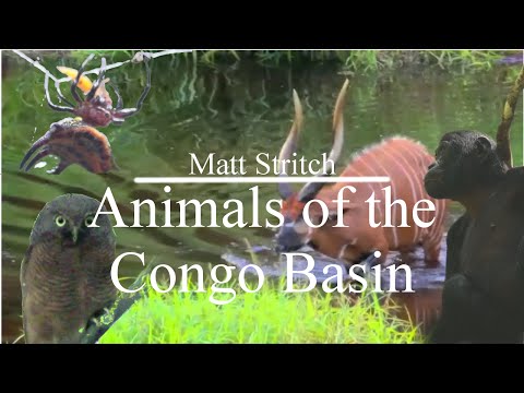 Animals of the Congo Basin