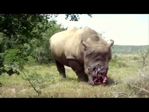 Rhino Terribly Maimed: Poaching in Africa