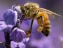 CLOSE UP: Macro photography of a honey bee pollinating a lavender plant on Long Island, New York