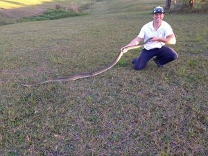 Sunshine Coast Snake Catcher Richie Gilbert holding up a coastal carpet python retrieved from a home at Lake McDonald