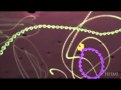 HIV life cycle:  How HIV infects a cell and replicates itself using reverse transcriptase