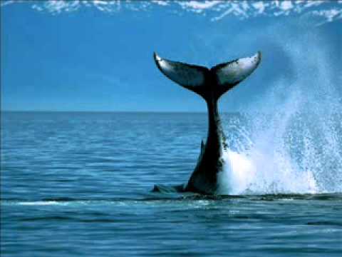 Heathcote Williams - Whale Nation  (Lyrical litanies)