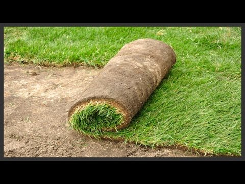 How to Install Sod.