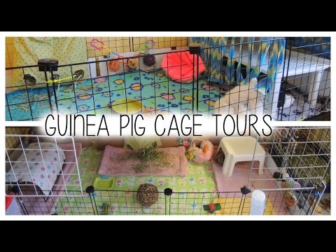 Guinea Pig C&C Cage Tours  - 2015