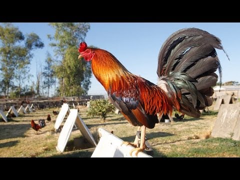 Major Cockfighting Bust in California