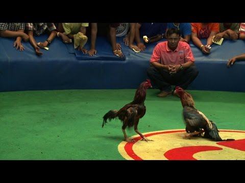 Feathers fly over Thailand's lucrative cockfighting pits